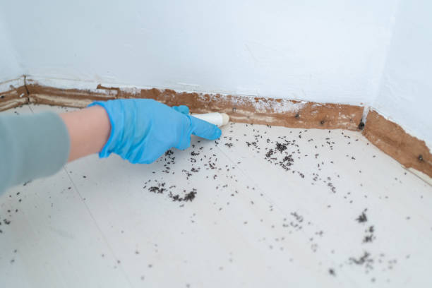 Best Termite Inspection and Treatment  in Maryville, MO